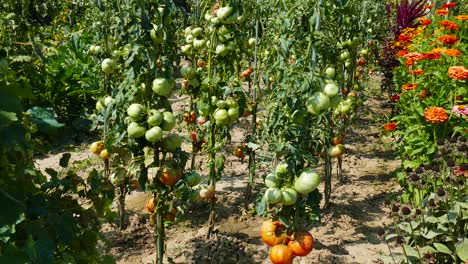 Hausgarten-Mit-Tomatenpflanzen