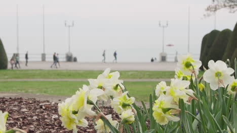 daffodil-at-lake-promenade-in-spring-time
