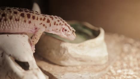 Un-Gecko-Leopardo-Toma-Un-Trago-De-Su-Plato-De-Agua