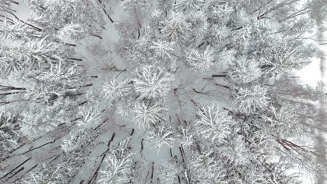 Top-down-aerial-over-snow-covered-pine-trees-in-cold-winter-forest
