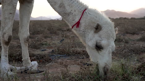 A-Camel-With-Tied-Up-Legs-Eats-Grass-and-Tomatoes-in-the-Field-of-Jordan