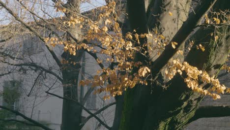 Bäume-Im-Herbst,-Gelbe-Blätter-Fallen