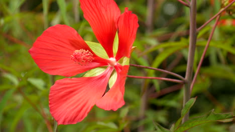 Dahlia-Mador-Flor-Roja-Y-Amarilla-En-Plena-Floración-En-Un-Jardín