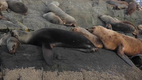 Four-fur-seals-stacked-sleeping-comfortable-over-each-other-on-a-rocky-island