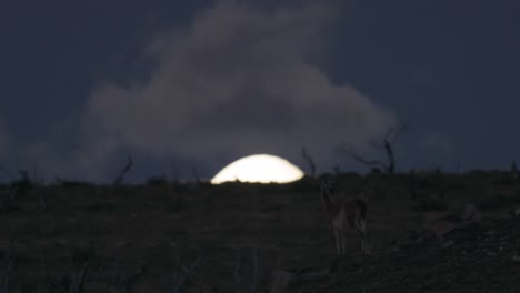 Guanaco-standing-on-top-of-hill-in-front-of-rising-moon