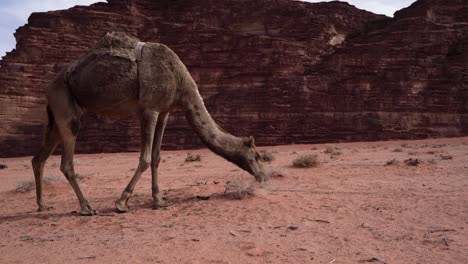 Piel-Marrón-Aislada-Una-Joroba-De-Camello-Comiendo-Hierba-Del-Desierto-En-Wadi-Rum