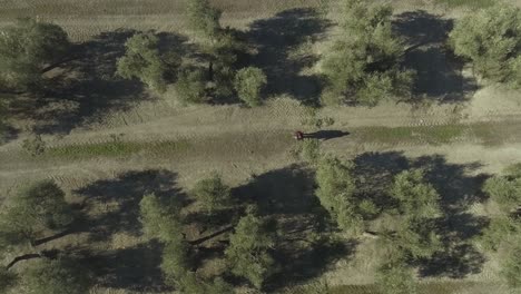 Top-down-aerial-shot-of-a-single-person-walking-straight-through-a-row-in-olive-grove
