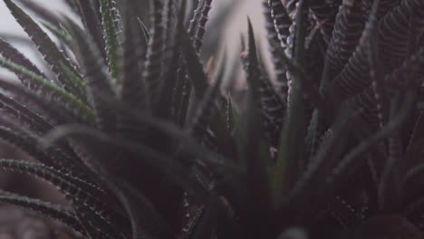 Slow-Motion-Macro-Close-Up-Tilt-of-a-Crystal-on-a-Succulent