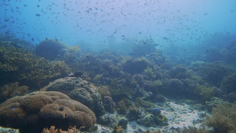 Leichter-Kameraschwenk-über-Ein-Wunderschönes-Korallenriff-In-Raja-Ampat