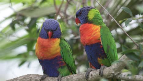 Close-up-of-a-pair-of-Rainbow-Lorikeet-birds-resting-on-a-tree-branch