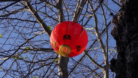 A-Red-Chinese-Lantern-Hanging-In-A-Tree-For-Lunar-New-Year-Of-The-Pig-Blows-In-The-Wind-In-Chinatown-Parade-In-San-Francisco-California-In-Daytime-Near-Sunset