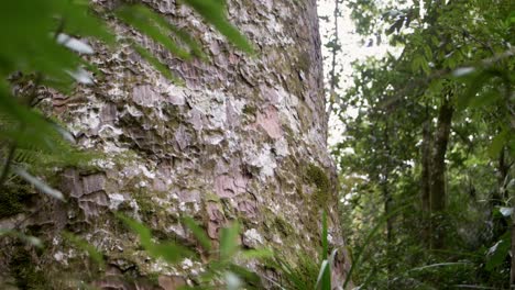 The-base-of-a-giant-kauri-tree-in-Waipoua-Forest,-showing-the-bark-texture