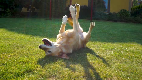 El-Perro-Labrador-Feliz-Disfruta-Olfateando-La-Hierba-Y-Rascándose-La-Espalda-En-El-Jardín