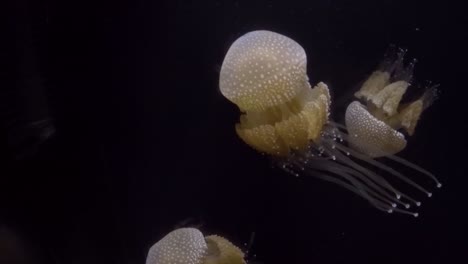 Rare-jellyfish-floating-in-the-dark