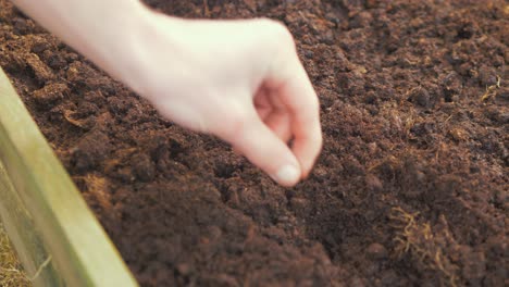 Hands-placing-individual-seeds-into-soil-4K