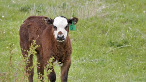 Young-beef-calf-in-a-field-wtih-ear-tag-stands-up-and-walks-away