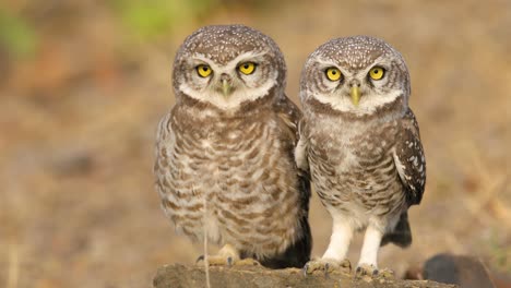 A-Pair-of-Spotted-Owlets-sit-on-a-rock-very-near-human-habitation-during-early-morning-basking-in-sun-,-these-are-common-to-India-and-South-East-Asia