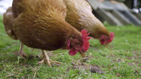 Close-up-chickens-searching-for-food-in-green-enclosure-in-slow-motion