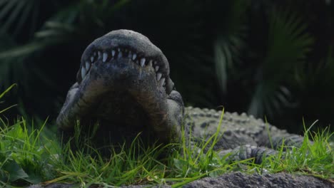 Alligatorkiefer-In-Deinem-Gesicht