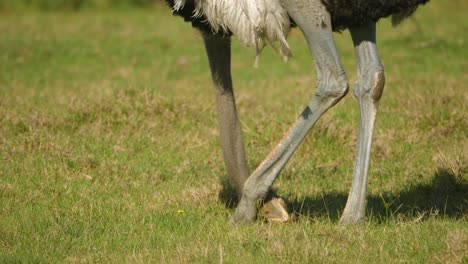 South-African-ostrich-uses-massive-foot-to-scratch-itchy-head-in-grassland,-close-up