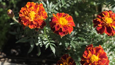 Flor-Roja-Y-Amarilla-Brillante-En-Un-Jardín