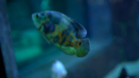 Bunte-Fische-Aquarium-Zeitlupe