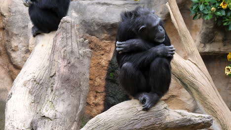 Chimpanzee-at-zoo-with-a-cross-hand-pose-on-top-of-a-log