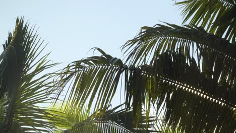 Close-up-of-coconut-leaves-swaying-gentle-in-wind-with-blue-sky-in-background