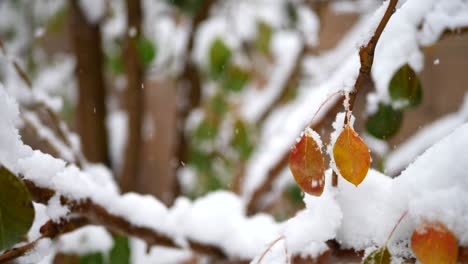 Schneeflocken-Fallen-Während-Eines-Winterwettersturms-In-Zeitlupe-Auf-Einen-Baumzweig-Mit-Blättern-Im-Wald