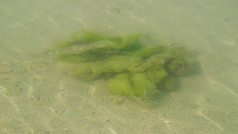 Ein-Baby-Barrakuda-Auf-Einer-Grünen-Alge-Unter-Dem-Seichten-Meerwasser-In-Bonaire-–-Mittlere-Aufnahme