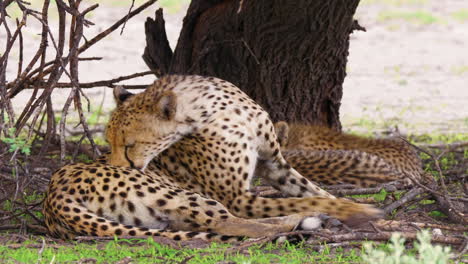 Female-Cheetah-Grooming-Herself-Under-A-Tree-With-Her-Two-Cubs-In-Kalahari-Game-Reserve-In-Botswana
