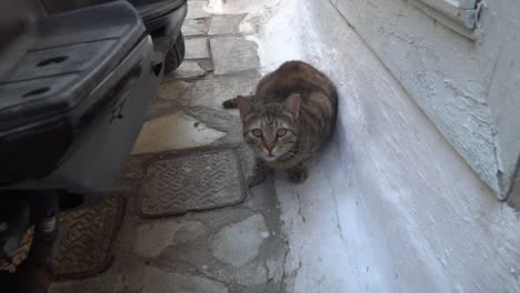 Camera-moving-close-to-brown-cat-hiding-in-greek-alley-behind-motorcycle