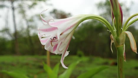 Pink-Trumpet-Lily-Flower-Wet-With-Raindrops-Blown-By-The-Wind-In-Western-Ghats,-Mulshi,-India-During-A-Monsoon---close-up