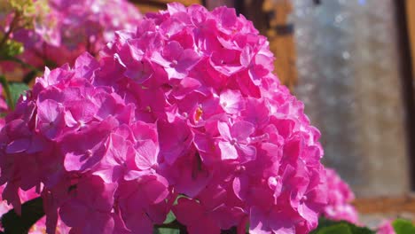 Vibrant-and-beautiful-pink-Hydrangea-flowers-on-a-sunny-summer-day,-medium-close-up-shot