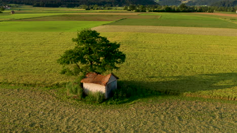 Aerial-orbit-above-Old-barn-with-damaged,-collapsed-roof-under-a-large-tree-in-rural-landscape,-European-farmland-and-countryside,-decay-and-vintage-concept