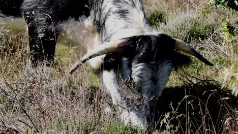 British-Longhorn-grazing-on-grass-between-heather-on-lowland-heath-at-Kinver-Edge,-Staffordshire
