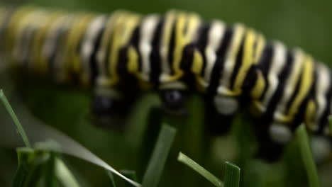 Macro-view-of-black-and-yellow-striped-caterpillar-crawls-through-the-grass