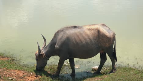 Water-Buffalo-Foraging-at-the-Edge-of-the-Water