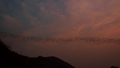 Große-Fledermauskolonie,-Die-Bei-Sonnenuntergang-Aus-Der-Battambang-Fledermaushöhle-Fliegt