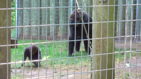 Ein-Baby-Gorilla-Und-Seine-Eltern