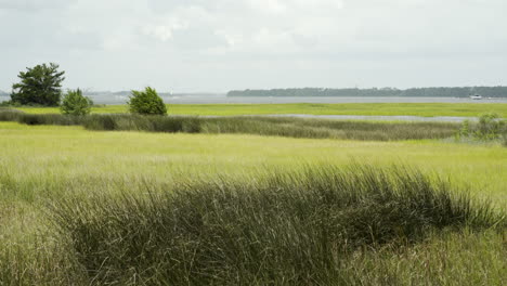 Dancing-Marsh-Grass-from-Windy-Day-near-River,-Static-Wide