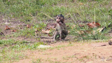 Pequeño-Mono-Macaco-Comiendo-Hierba