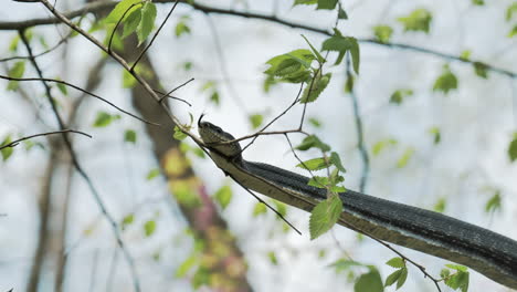 Wild-black-rat-snake-flicks-out-tongue-while-resting-on-tree-branch