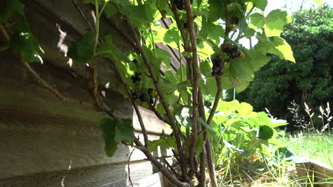 Blackcurrant-plant-in-summertime-with-some-ripe-fruit-ready-for-picking