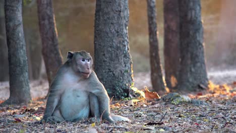 Close-Time-Lapse-Shot-of-Monkey-Sitting-and-Looking-Around-With-Two-Small-Fighting-Monkeys-In-The-Background