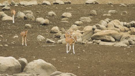 Four-Spotted-Deer-Females-walk-cautiously-to-the-water-during-the-summer