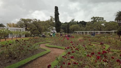 TILT-UP-Revealing-beautiful-Palermo-rose-garden-and-red-flowers-on-cloudy-day