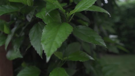 Üppige-Blätter-Der-Hibiskuspflanze,-Nass-Vom-Tau-Im-Garten---Nahaufnahme,-Bogenaufnahme