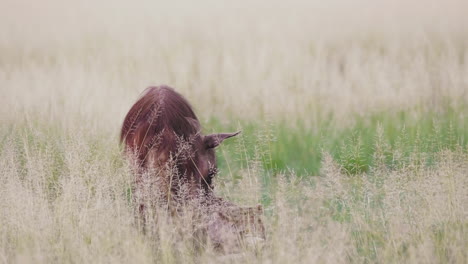 Rare-Brown-Hyena-feeding-on-a-kill-in-an-open-grassland-in-Central-Kalahari-Desert