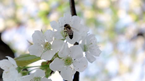 Bee-on-a-cherry-flower